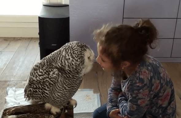 doua frumusele, Foto: youtube.com