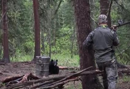 Urs vanat cu sulita, Foto: Captura YouTube