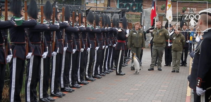 Pinguin inaintat la grad de brigadier, Foto: Captura YouTube
