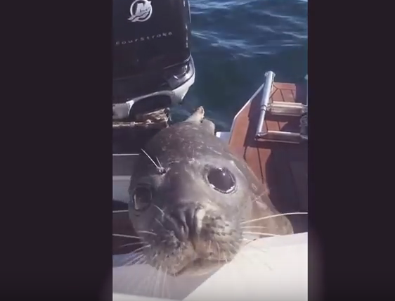 Foca refugiata intr-o barca, Foto: Captura YouTube