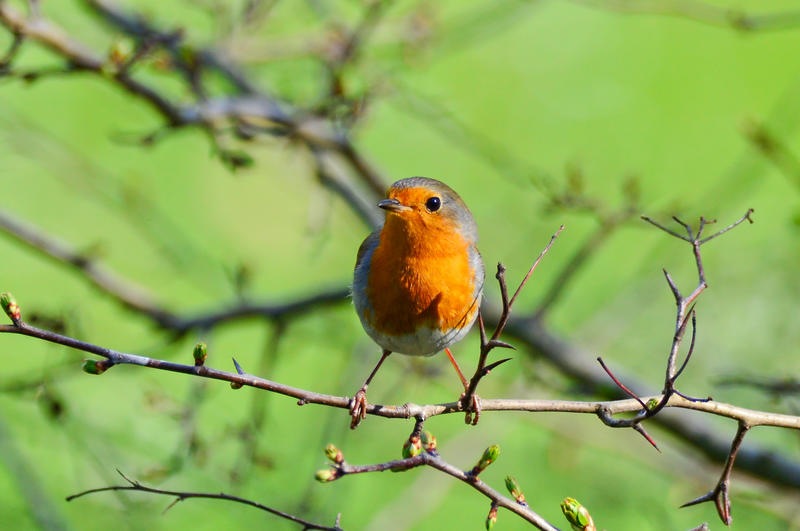 Macaleandru, Foto: SOR / Sebastian Bugariu