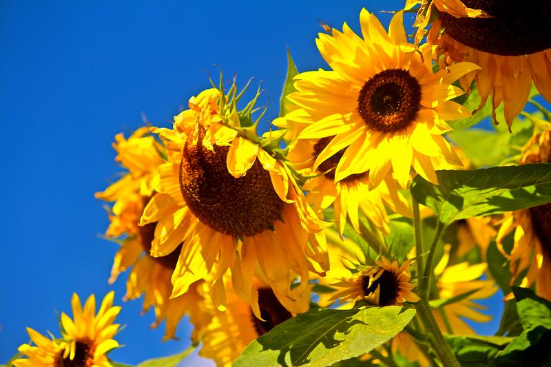 Floarea soarelui, Foto: USER UPLOADED