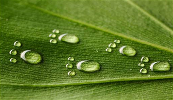 Cum puteti ajuta natura, Foto: FAO