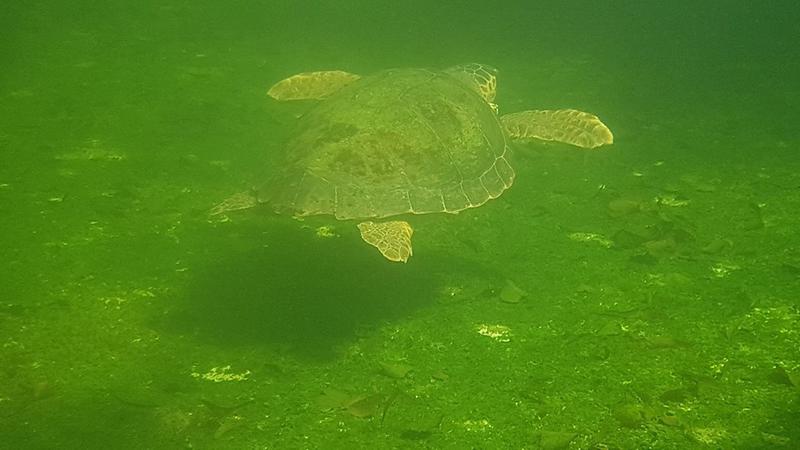 Testoasa Caretta Caretta, la Delfinariul din Constanta, Foto: Facebook/ Delfinariu Constanta