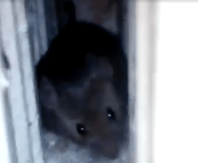 Soarecele care ar fi fost filmat in spitalul de pneumofiziologie din Aiud, Foto: Captura Facebook