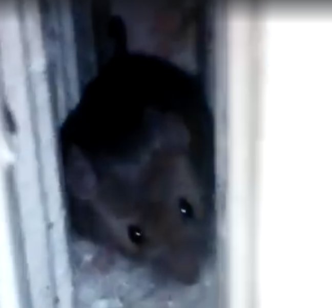 Soarecele care ar fi fost filmat in spitalul de pneumofiziologie din Aiud, Foto: Captura Facebook