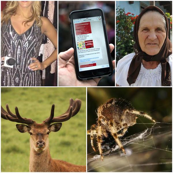 Faze tari, Foto: Colaj foto