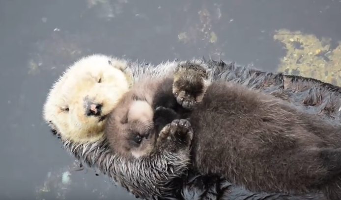 Pufosenii, Foto: youtube.com