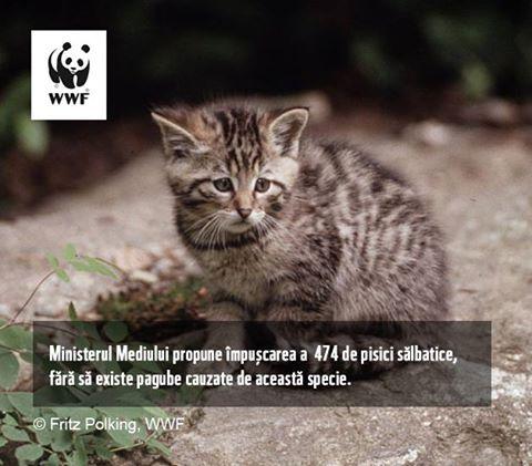 Pisica Salbatica - foto WWF - Fritz Polking, Foto: WWF - Fritz Polking