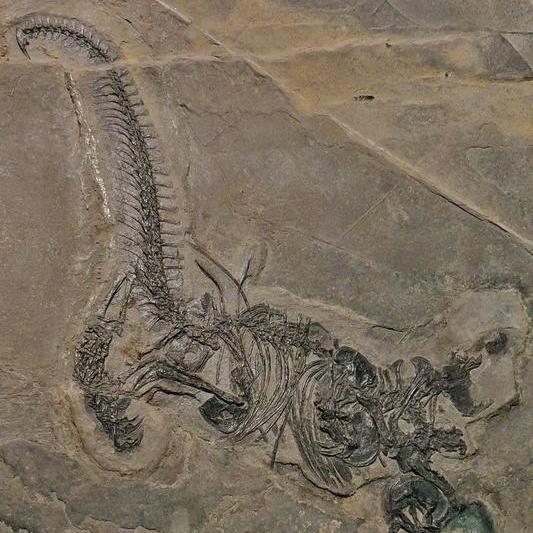 Drepanosaurus, Foto: Wikipedia Commons/ Ghedoghedo