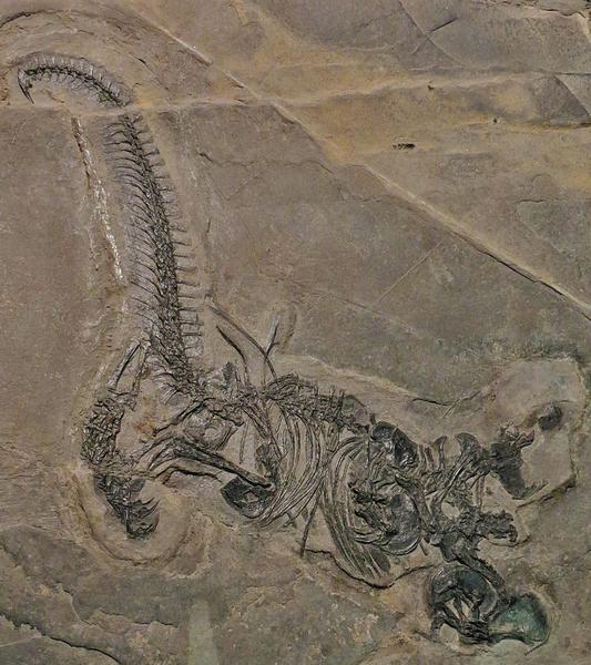 Drepanosaurus, Foto: Wikipedia Commons/ Ghedoghedo