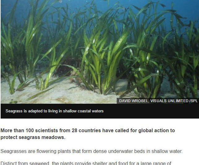 Iarba de mare, Foto: Captura BBC