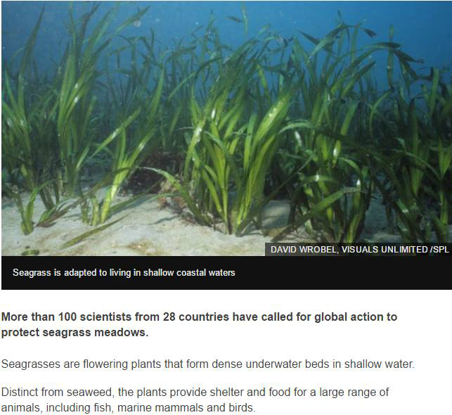 Iarba de mare, Foto: Captura BBC