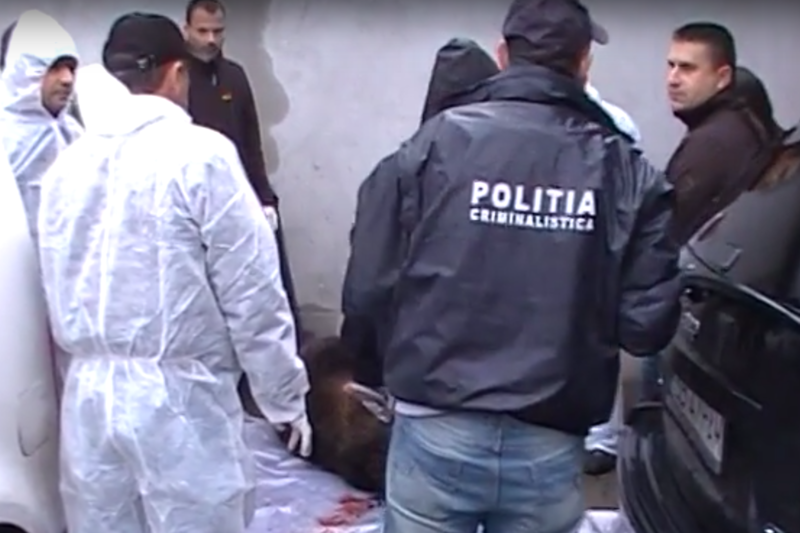 Dosar penal in cazul ursului impuscat in orasul Sibiu, Foto: Captura YouTube