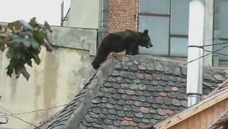 Ursul de 176 de kilograme impuscat in Sibiu, Foto: Captura YouTube