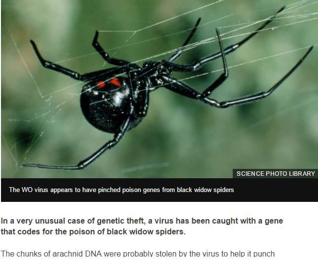 Vaduva neagra, Foto: Captura BBC