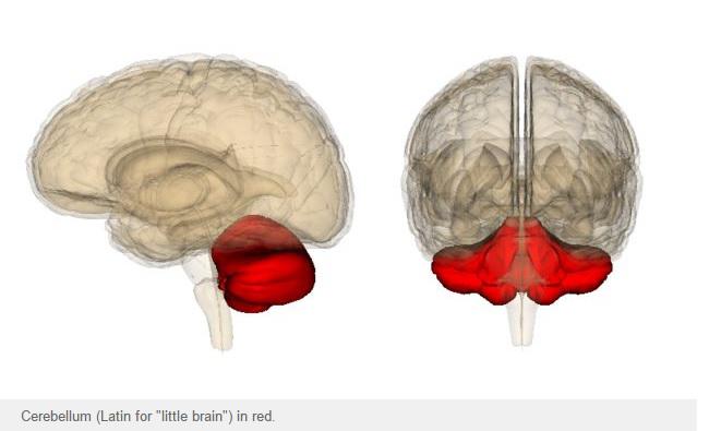 Creierul mic, Foto: captura ecran