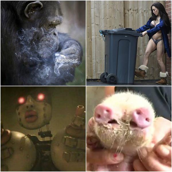 Faze tari, Foto: Colaj foto