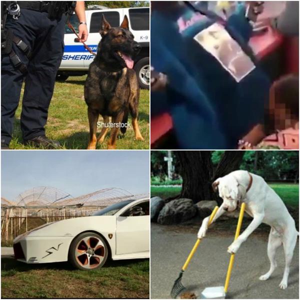 Faze tari, Foto: Colaj foto