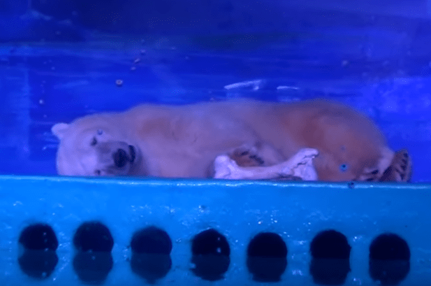 Pizza, cel mai trist urs polar din lume, Foto: Captura YouTube