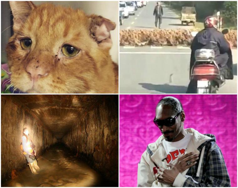 Faze tari, Foto: Colaj foto