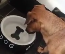 Un catel nedumerit, Foto: youtube.com