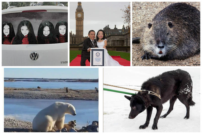 Faze Tari, Foto: Colaj foto