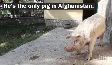 Khanzir, singurul porc domestic din Afganistan, Foto: Captura Washington Post