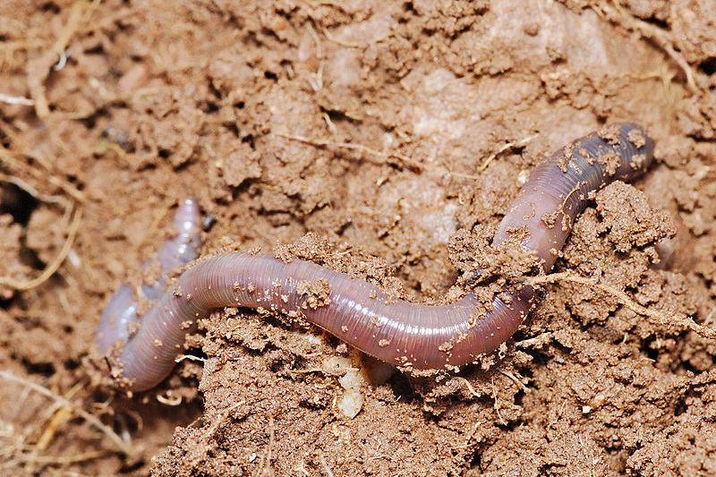 Amynthas earthworm , Foto: Wikipedia