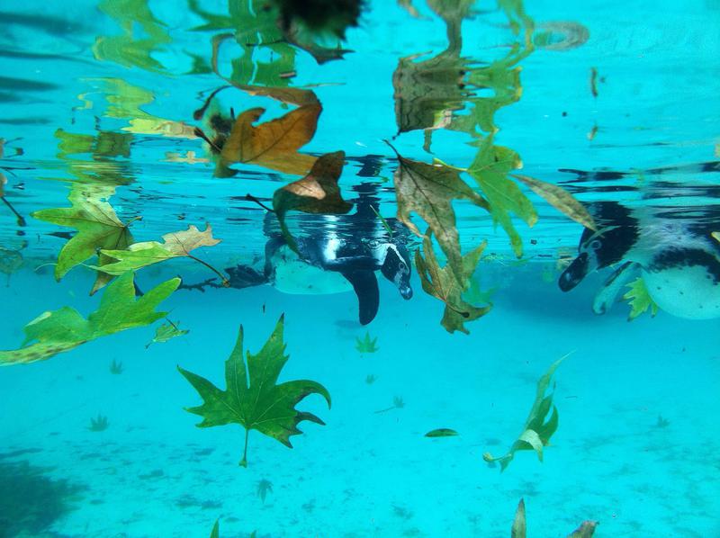 Pinguini Humboldt, Foto: Wikipedia Commons - Matthew Howarth