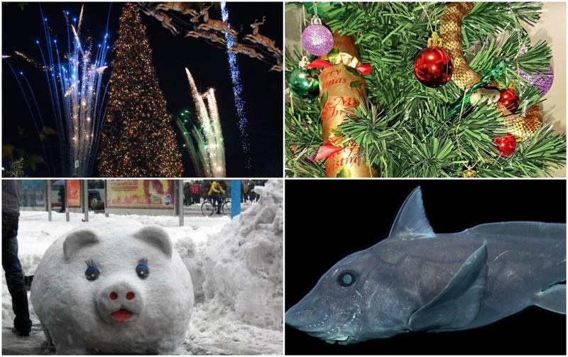 Faze tari, Foto: Colaj foto