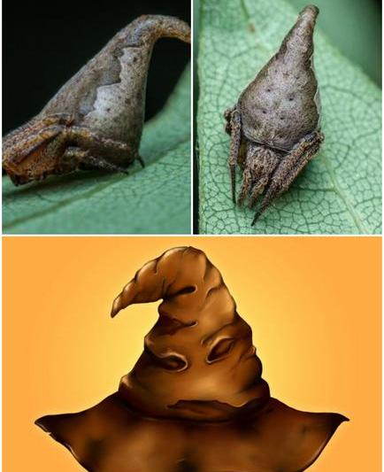 Eriovixia Gryffindori si palaria fermecata din Harry Potter, Foto: Colaj foto