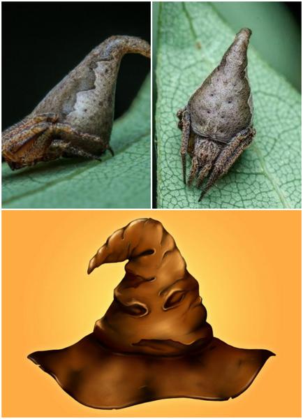Eriovixia Gryffindori si palaria fermecata din Harry Potter, Foto: Colaj foto