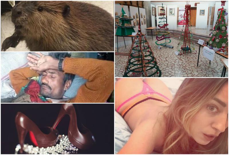 Faze tari, Foto: Colaj foto