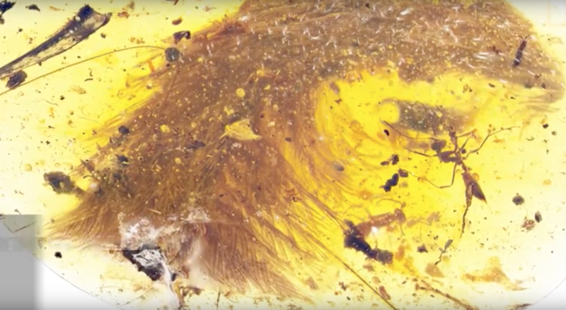 Coada de dinozaur conservata perfect in chihlimbar, Foto: National Geographic