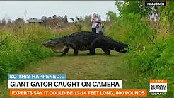 Crocodil urias, Foto: youtube.com