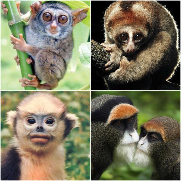 Primate, Foto: Colaj foto