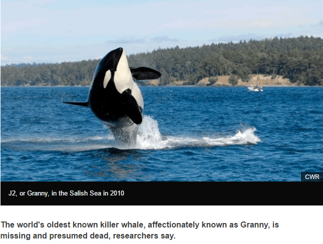 Granny, cea mai batrana balena din lume, Foto: BBC