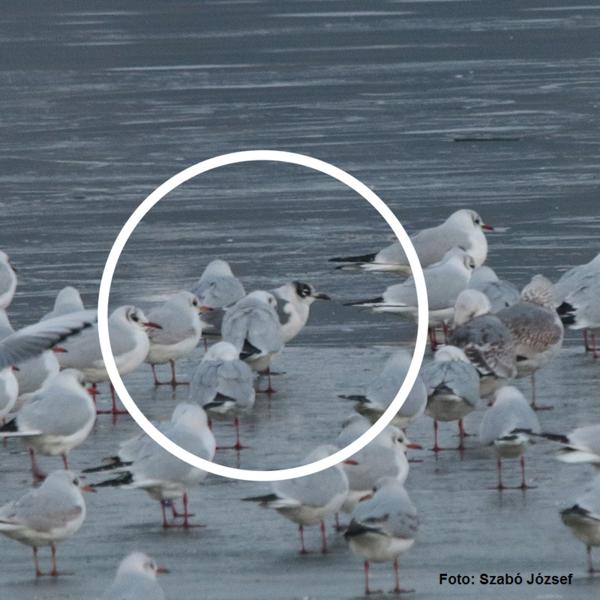 Pescarus nord american, Foto: Szabo Jozsef