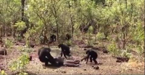 Cimpanzeu ucis, Foto: Captura YouTube