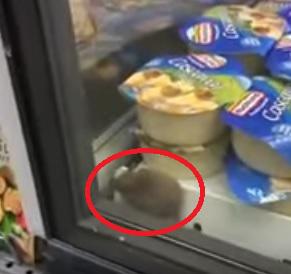 Soarece in frigider, Foto: Captura Youtube.com