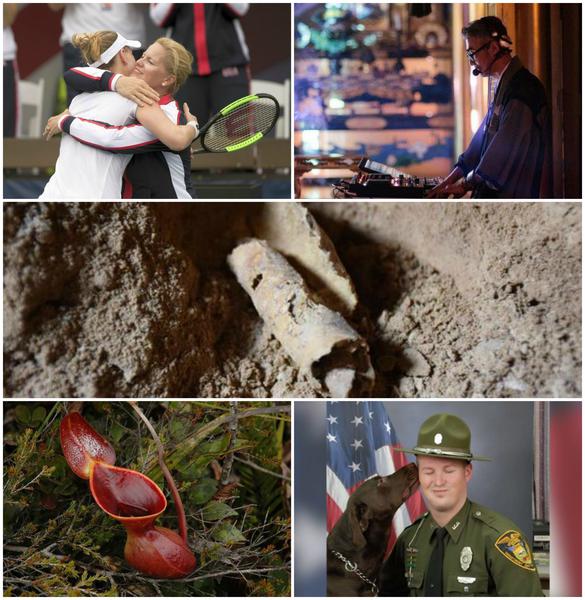 Faze tari, Foto: Colaj foto