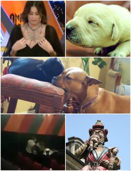 Faze tari, Foto: Colaj foto