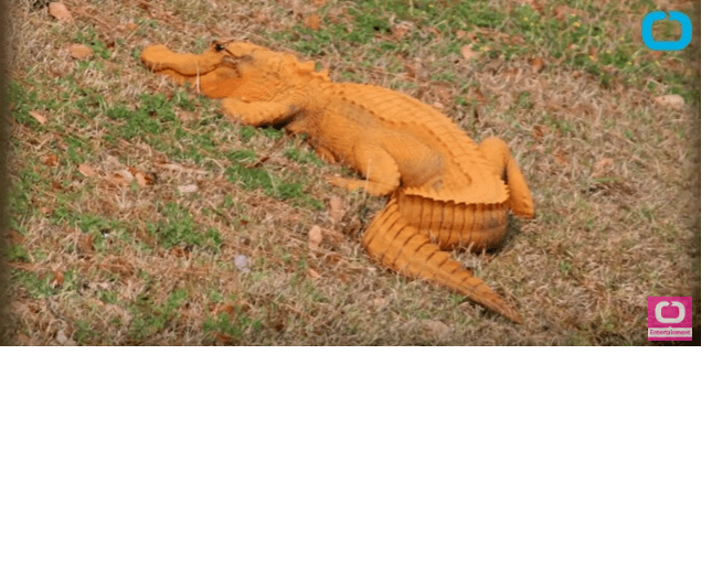 Aligator portocaliu, Foto: Captura YouTube