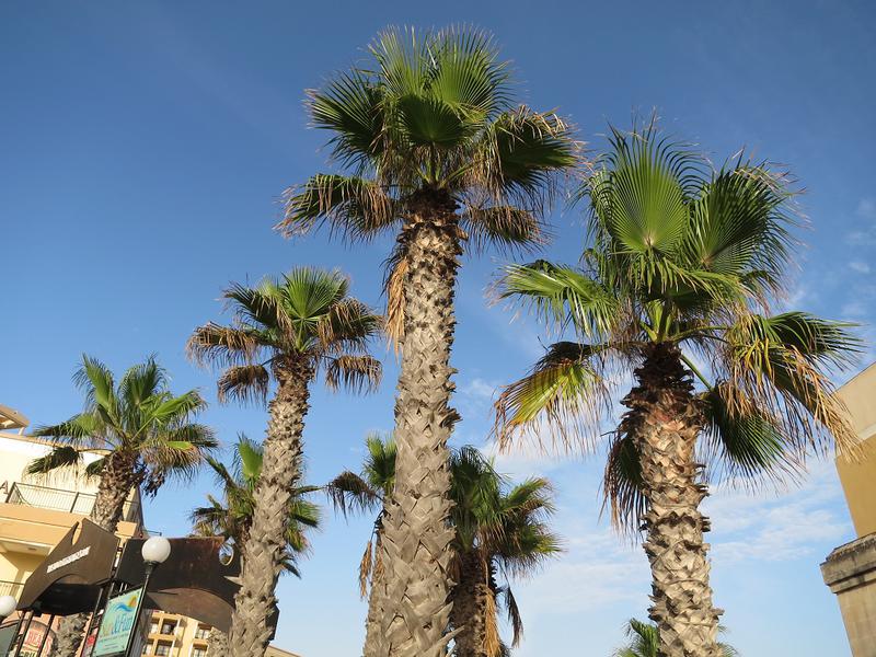 Palmieri, Foto: Hotnews