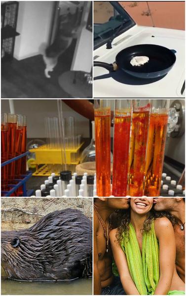 Faze tari, Foto: Colaj foto