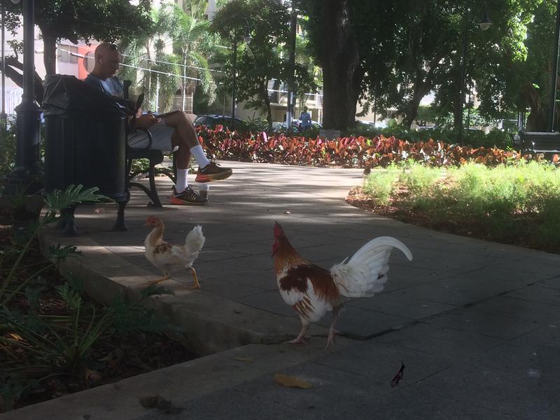 Gallos en la plaza de San Juan, Foto: Jesus del Cerro