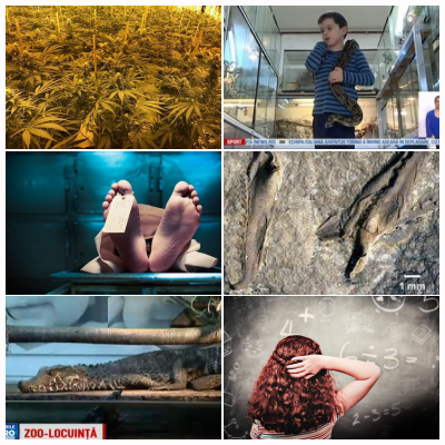 Lume buna si nebuna, Foto: Colaj foto