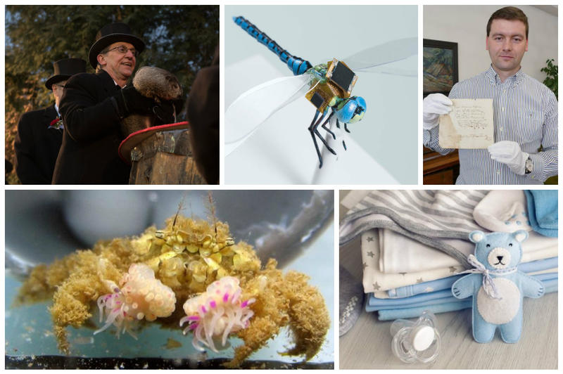 Faze tari, Foto: Colaj foto