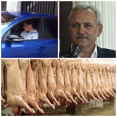 Liviu Dragnea, Dragnea jr si imagini din ferma de porci, Foto: turnucustiri.ro